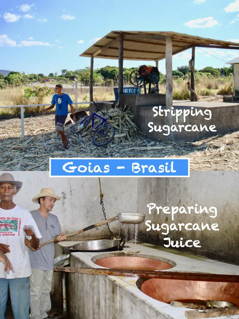 Sugarcane And Cachaca