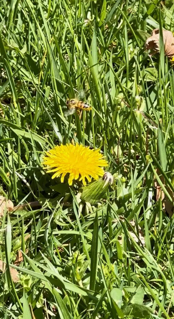 Dandelions Help To Keep Soil Aerated And Are Nutritious For People