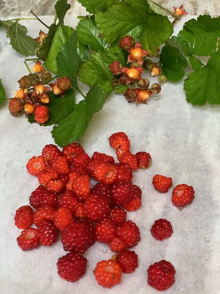 Garden Fresh Raspberries