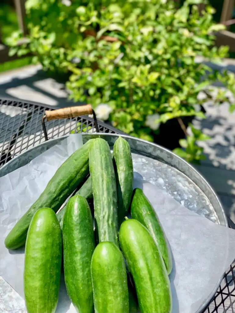 Homegrown Green Cucumbers