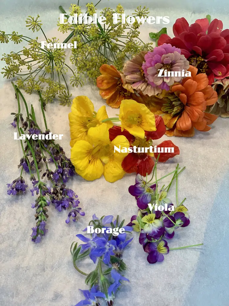 Edible Flower Options