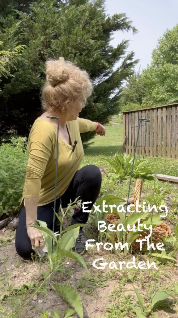 
Extracting Essence From Plants For Cooking Health And Beauty