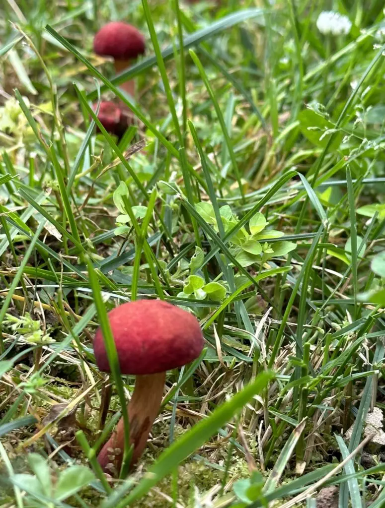I Don't Know What Mushroom This Is Growing In My Yard But I'm Not Eating It!