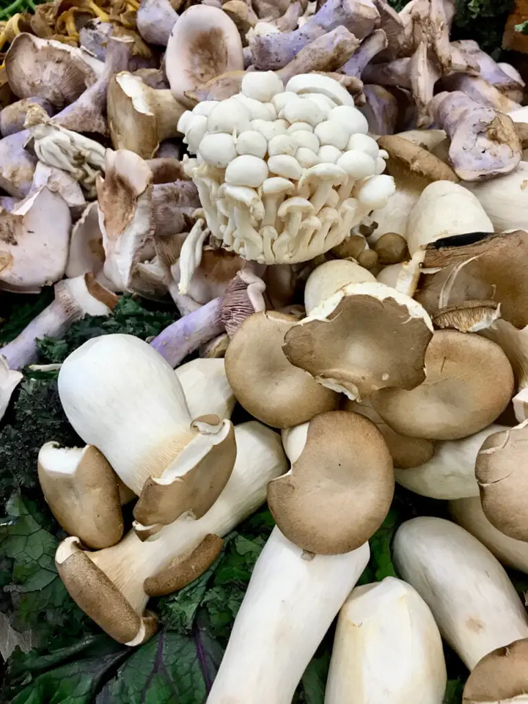 So Many Types Of Mushrooms But Shiitake Is The Most Unique