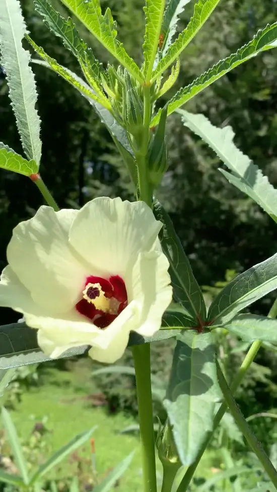 Okra Grows Easily In A Tall Pot