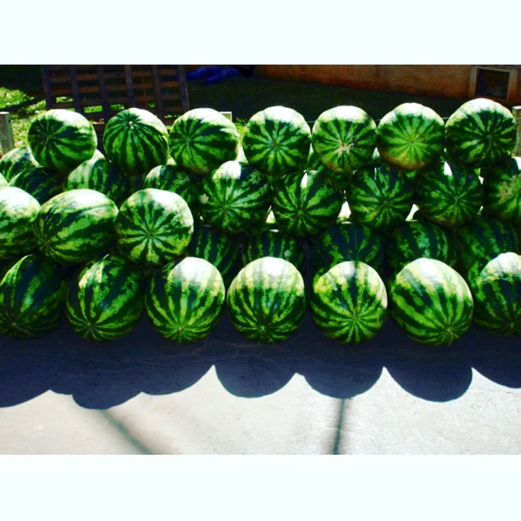 Farm Fresh Watermelon