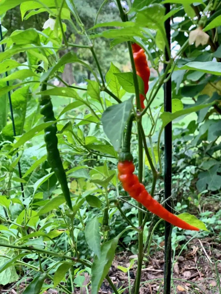 Garden Chili Peppers For Great Flavor