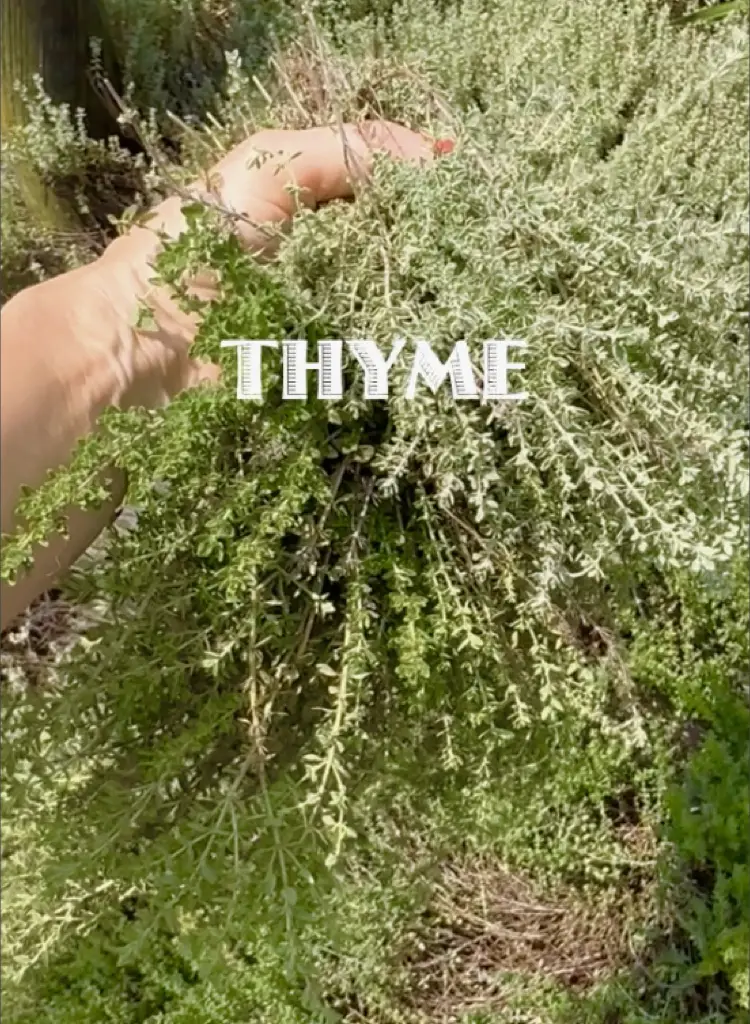 From My Thyme Garden