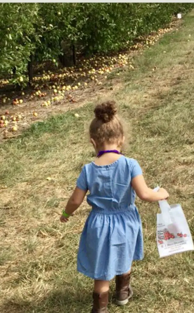 Apple Picking For The Whole Family
