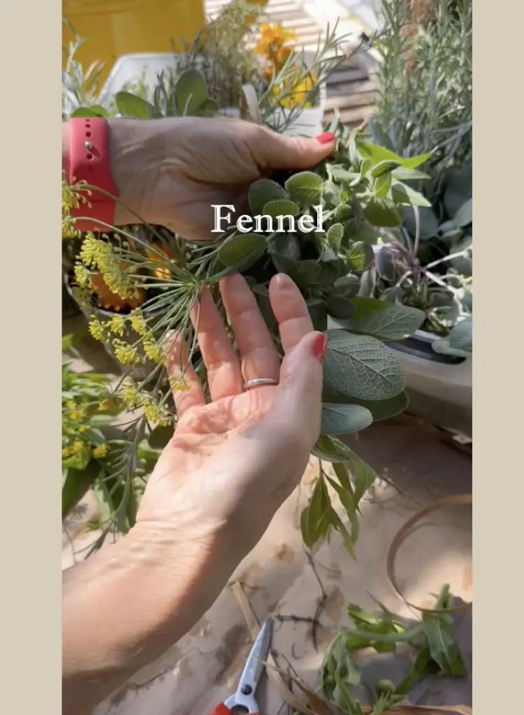 Fennel Flowers Are Great In Herbal Swags and Wreaths