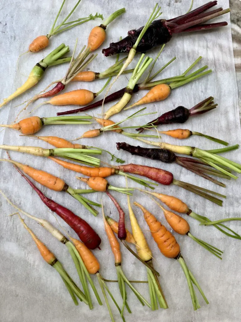 Carrots Carrots And More Carrots