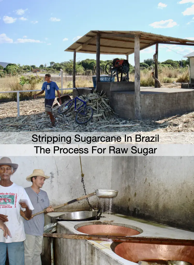 Stripping Sugarcane In Brazil To Make The Best Raw Sugar And Molasses