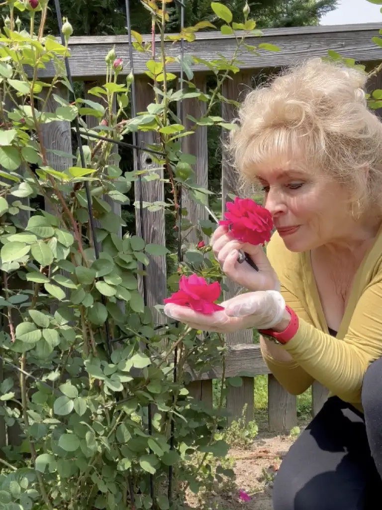 Fresh Non-GMO Heirloom Roses Have The Most Intense Essential Properties 
