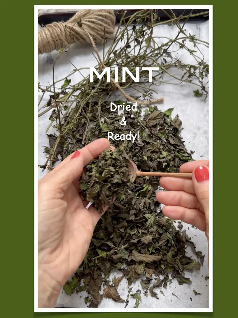 Fresh Garden Mint Dried For Cooking All Year
