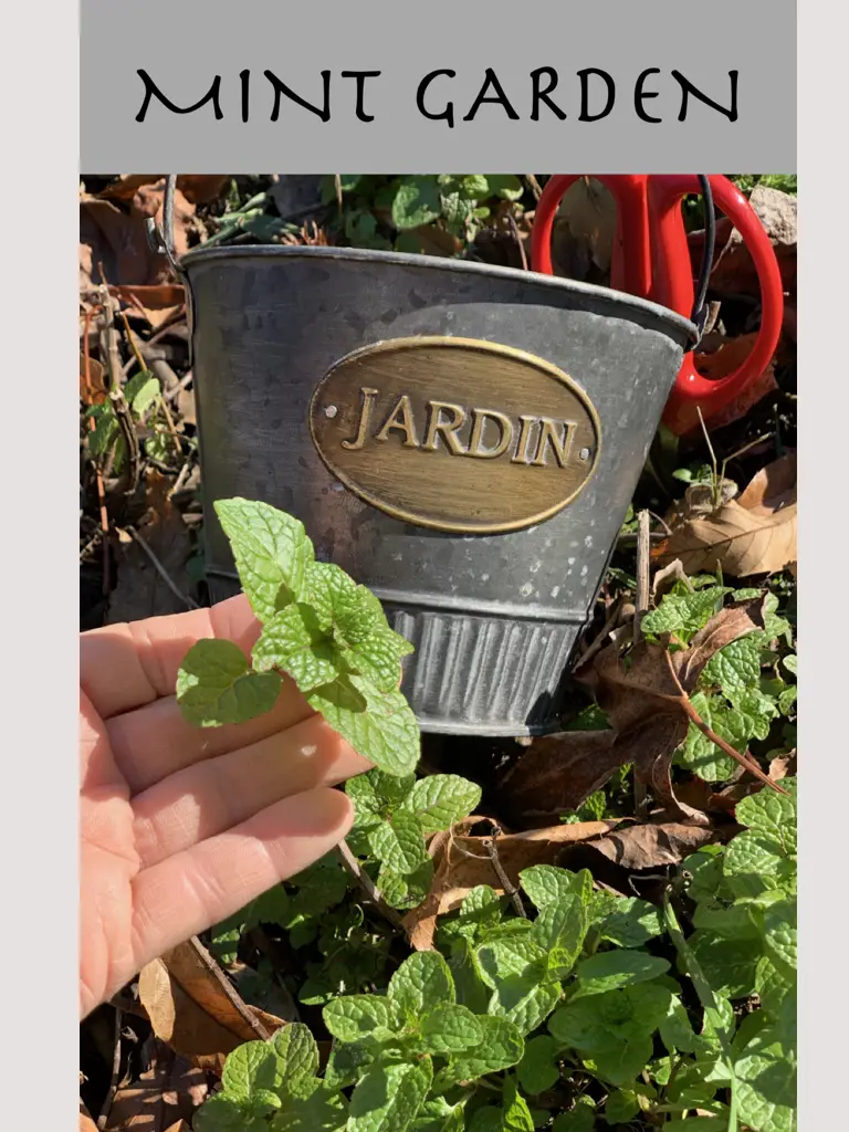 Recipes From My Fresh Mint Garden To You!