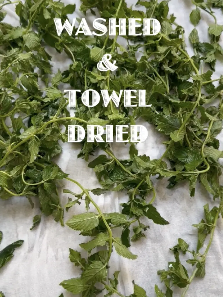 Fresh Mint Washed And Towel Dried