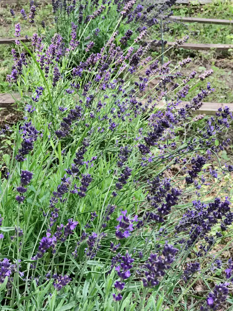 My Lavender Field