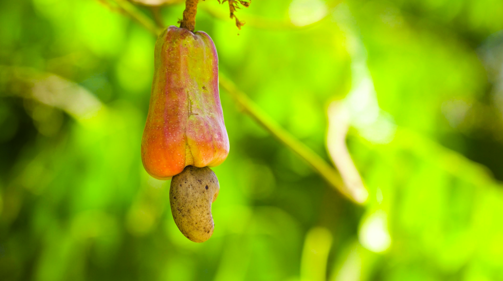 Cashew Fruit In Brazil