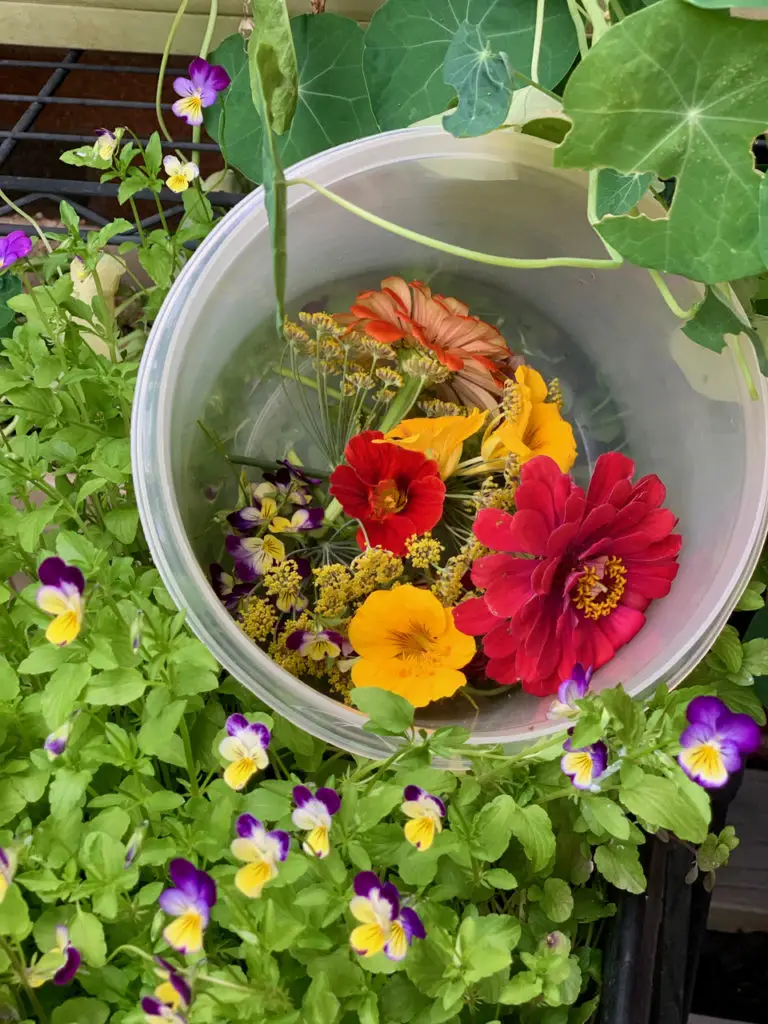 So Many Edible Flowers For A Variety Of Culinary Uses