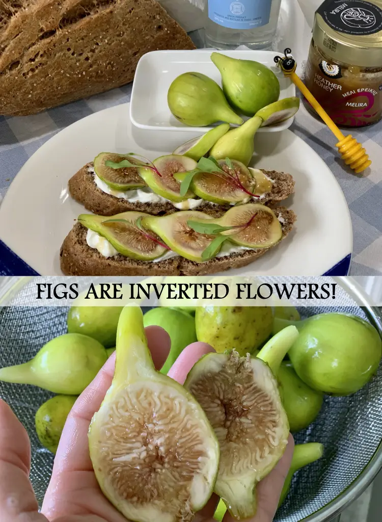 Figs Are Inverted Flowers