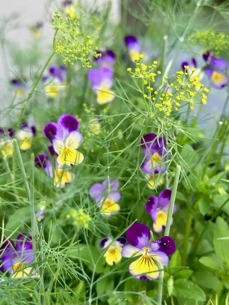 Edible Viola Flowers