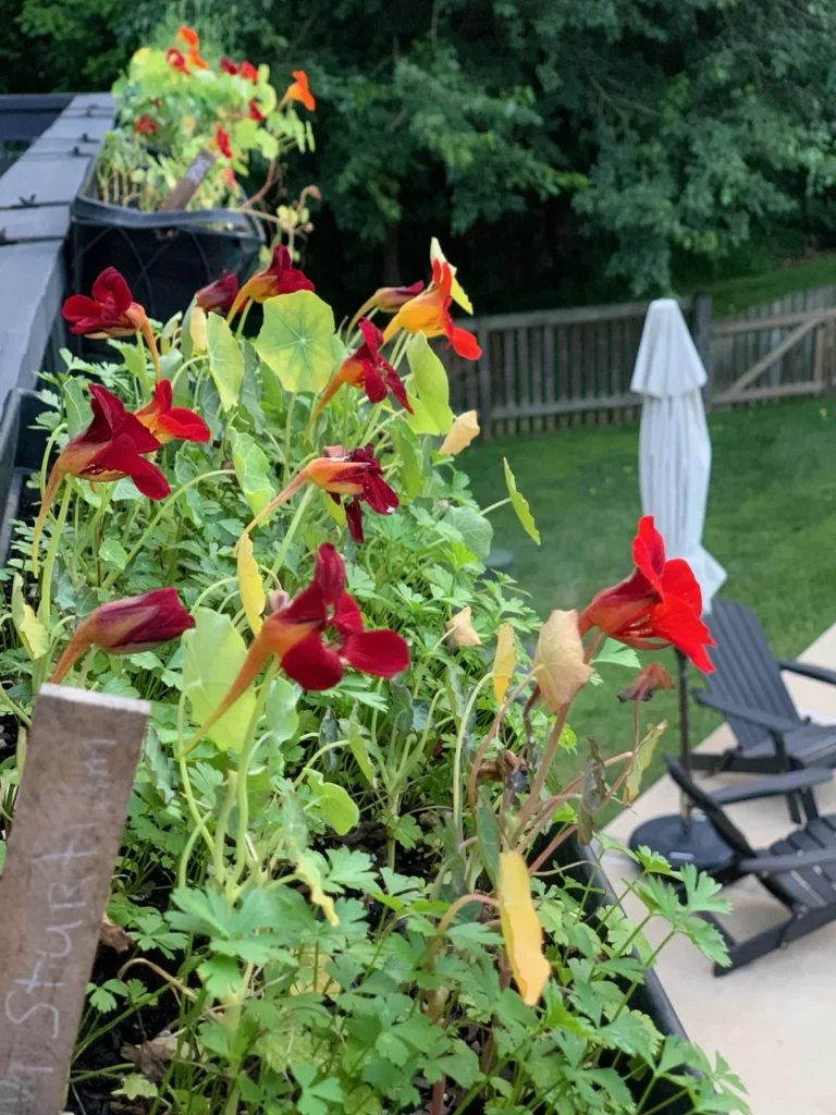 Easy To Grow And Colorful Nasturtium