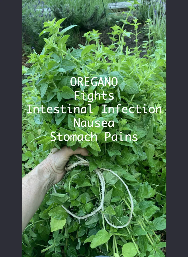 Oregano Helps Fight Intestinal Infection Nausea and Tummy Troubles