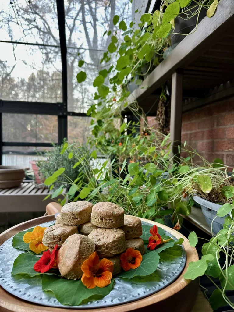 Nasturtium Leaf Scones Made From Potted Plants That Grow Indoors or Out