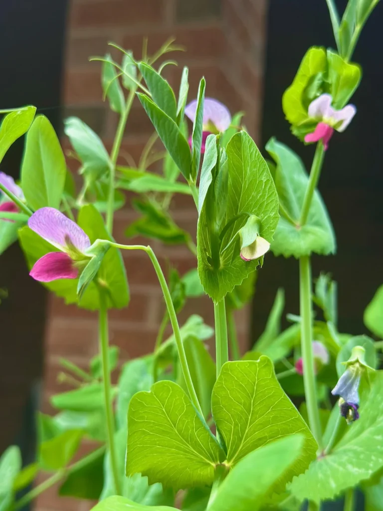 Homegrown Pea Blossoms About To Become Peas