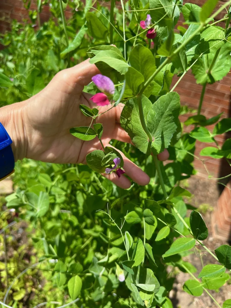 Garden Pea Plants And Their Flowers