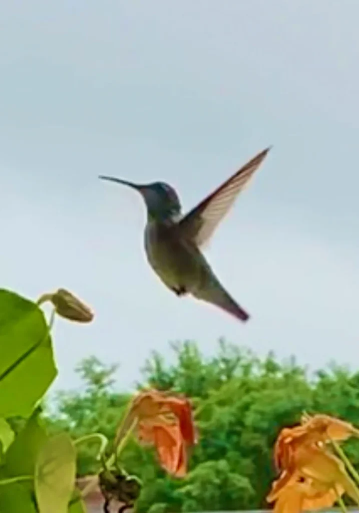 Hummingbirds Visit Every Summer Then Return To The Tropics For Winter