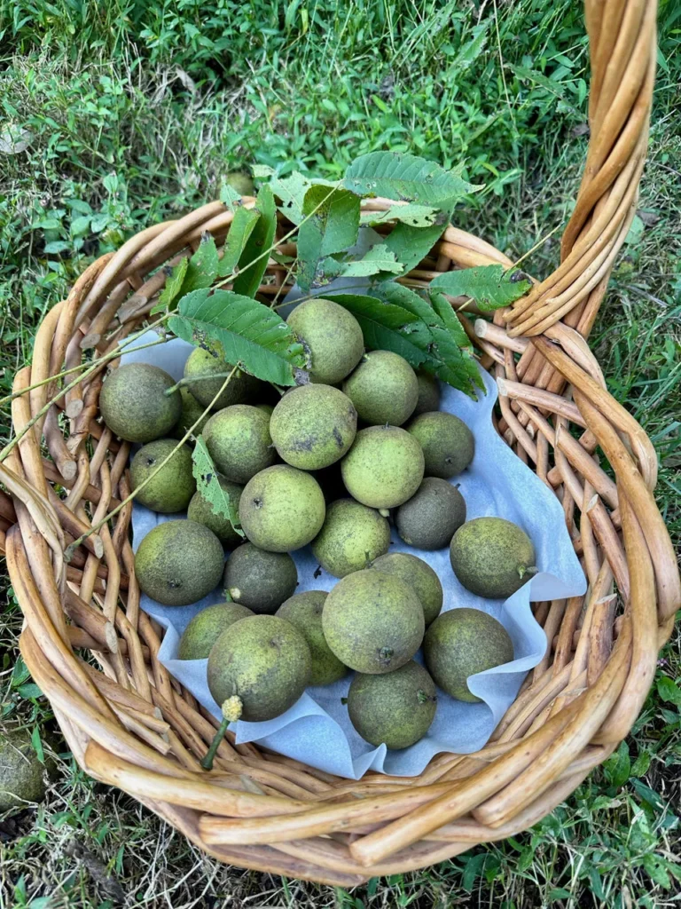 Black Walnuts Picked From My Yard In Autumn