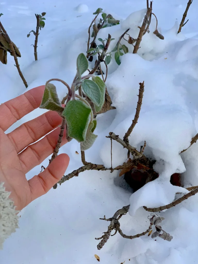 Sage - After Several Snow Storms Sage Weathers The Storm