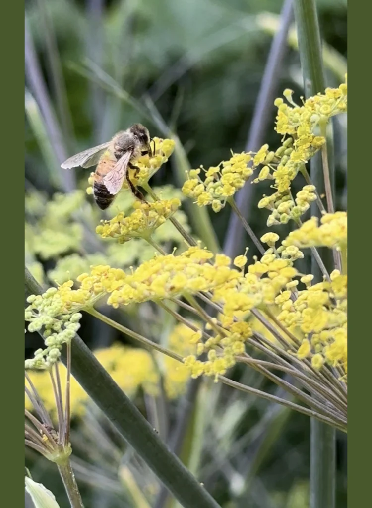 Honey Flavors Are Produced From A Variety Of Flowers Bees Pollinate 