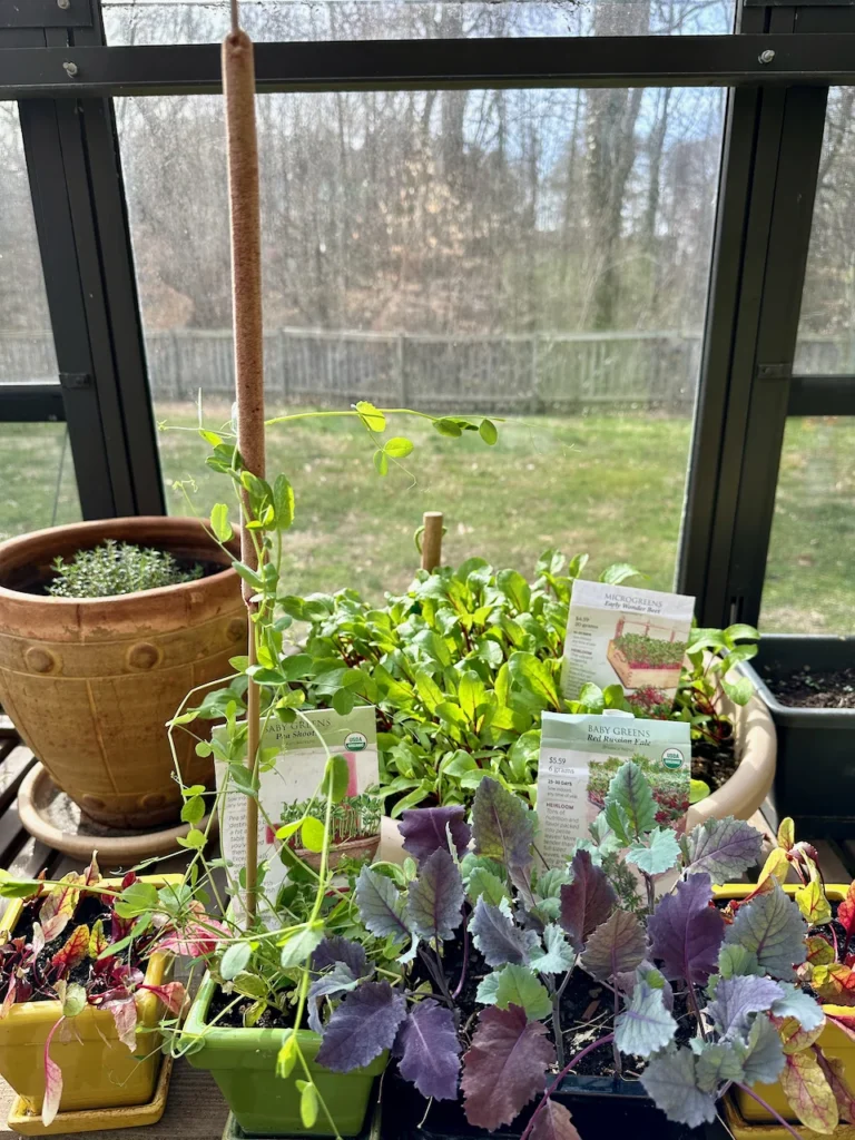 Microgreens - Grown Indoors - Add A Colorful and Healthy Touch To All Recipes