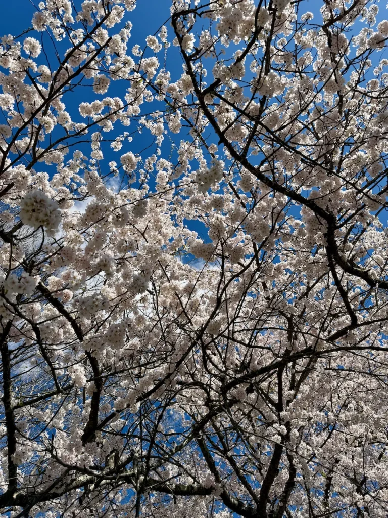 Cherry Blossoms