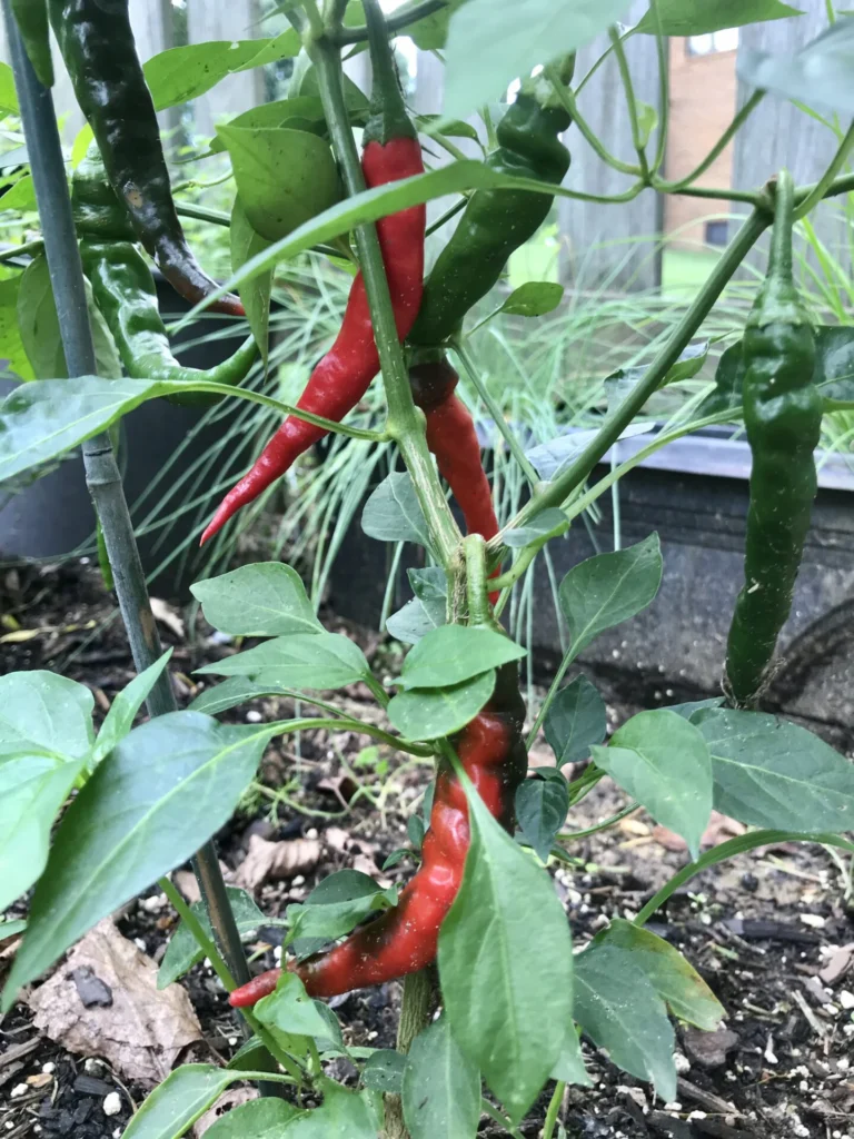 Homegrown Chili Peppers Are Perfect In An Onion Jam
