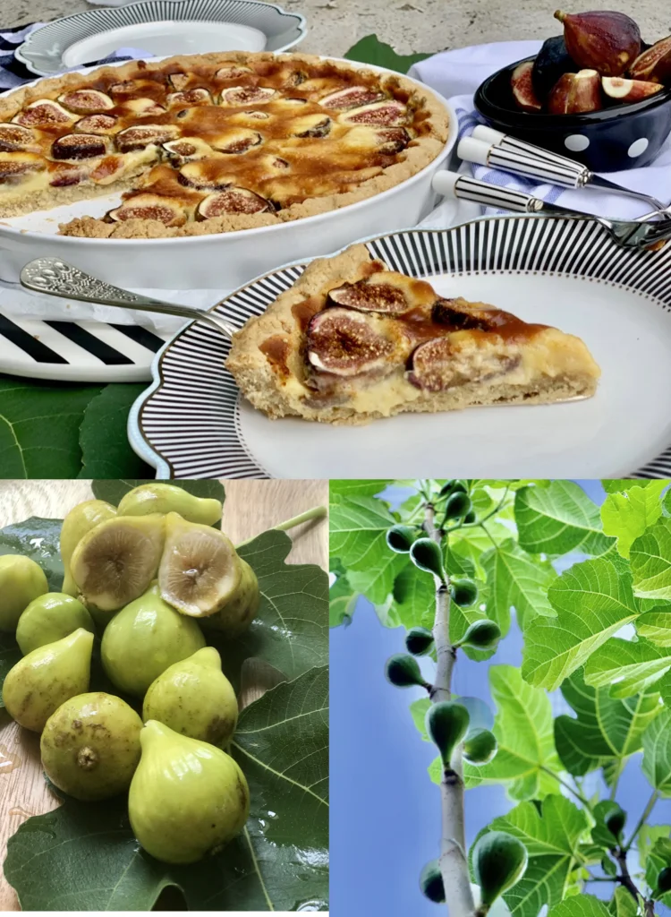 Fresh Figs Are The Best For So Many Homemade Recipes