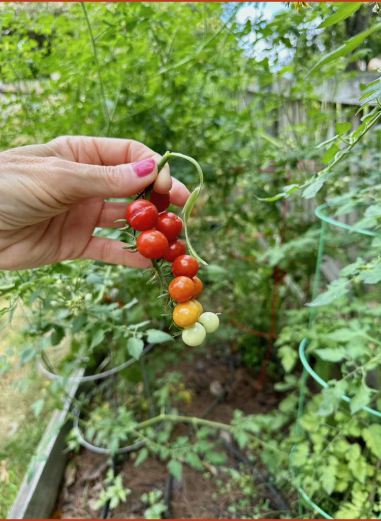 Whether Garden Picked or Market Bought This Simple Fresh Tomato Sauce Will Fast Become Your Favorite