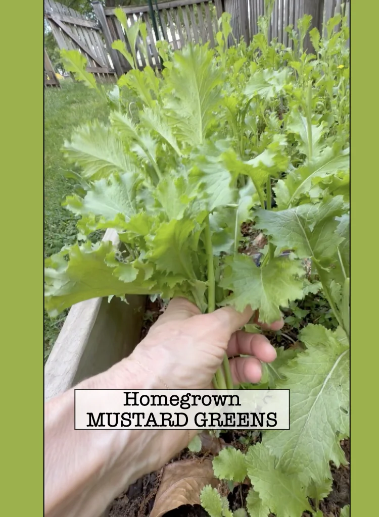Homegrown Mustard Greens - Perfect Plants for Cool Spring Climate
