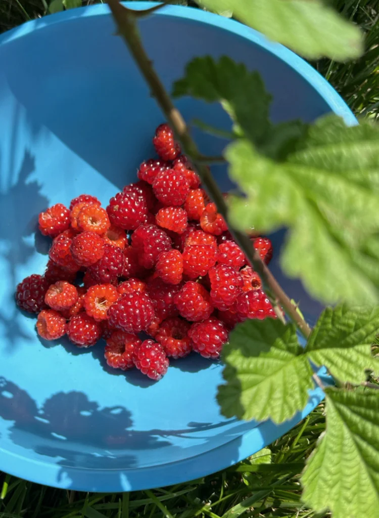 Seasonally Fresh Picked Raspberries