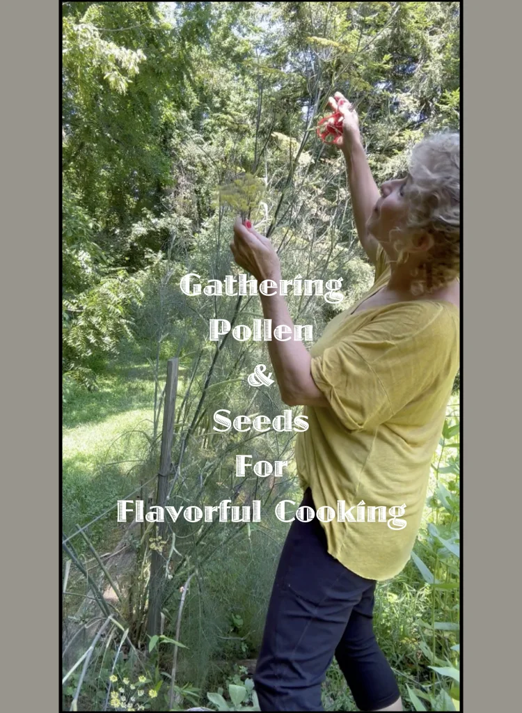 Gathering Fennel Pollen from My Garden