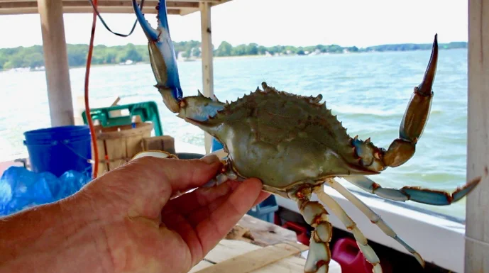 Catching A Crab Story On A Family Boat