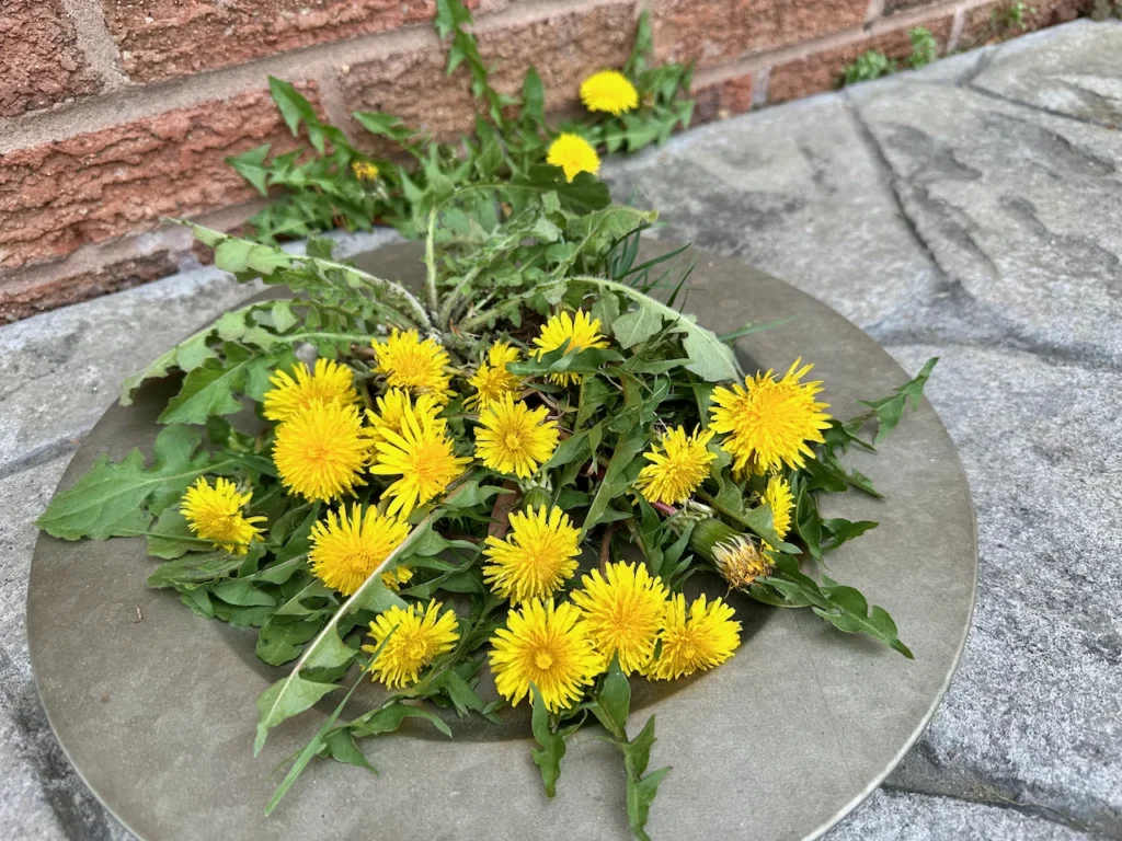 Dandelions Freshly Picked and Ready For A Delicious Quick Bread