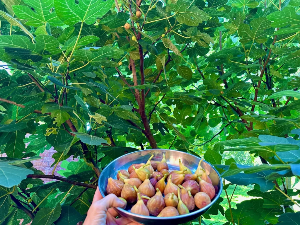 Fig Season Provides So Many Recipe Opportunities