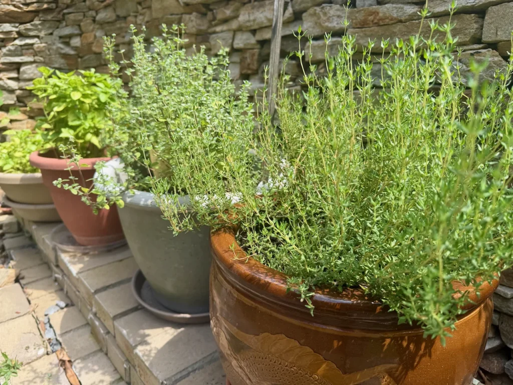My Potted Herb Garden - Easier To Bring Inside In Winter